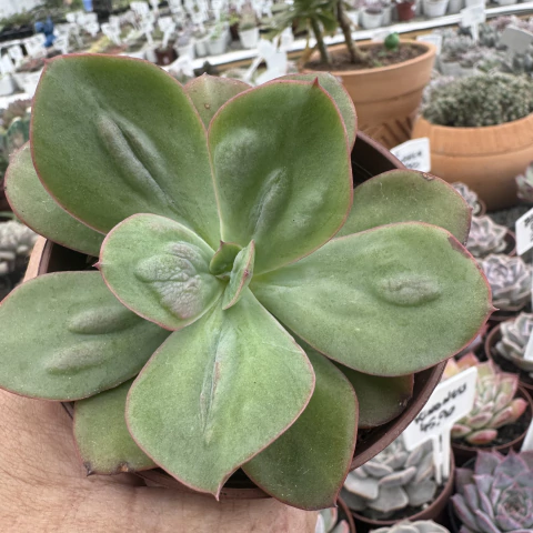 ECHEVERIA BARON BOLD (PT 9) - comprar online
