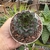 SEMPERVIVUM TECTORUM MAHOGANY (PT 9) na internet
