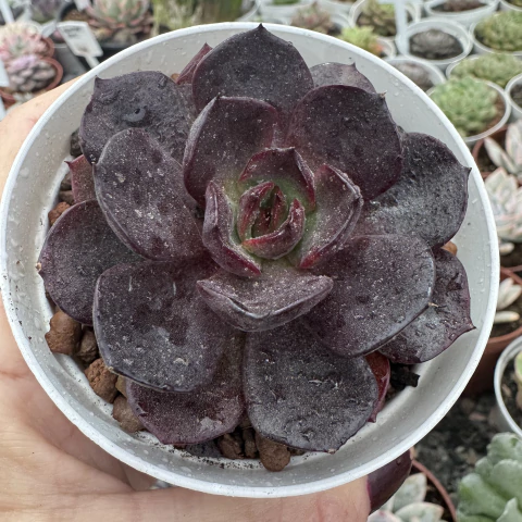 ECHEVERIA BLACK TAN (PT 9) - comprar online