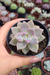 GRAPTOVERIA GHOSTY (PT 9)