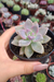 GRAPTOVERIA GHOSTY (PT 9) - comprar online