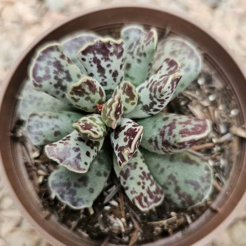 ADROMISCHUS COOPERI (PT 9) - PATA DE TARTARUGA