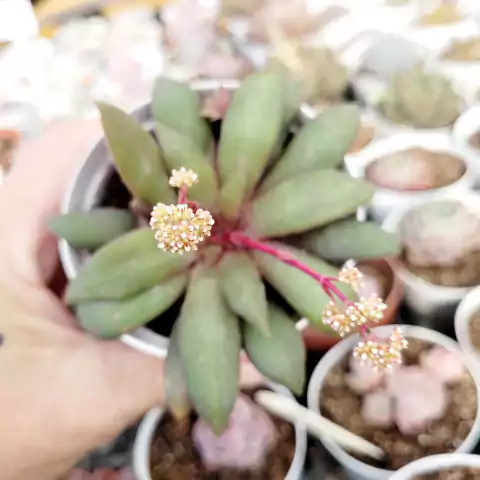 CRASSULA ORBICULARES VAR. ROSULARES (PT9)