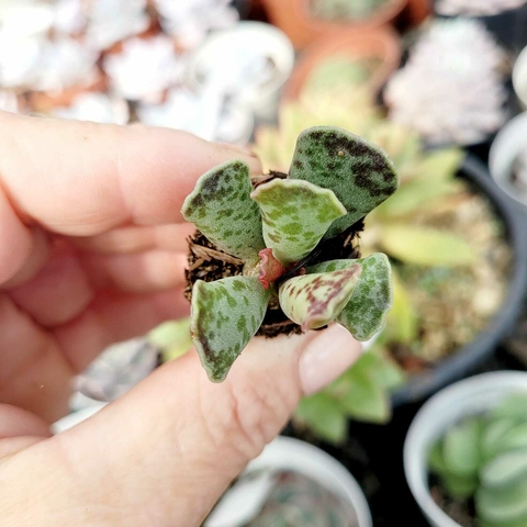 ADROMISCHUS COOPERI PATA DE TARTARUGA (PLUG)