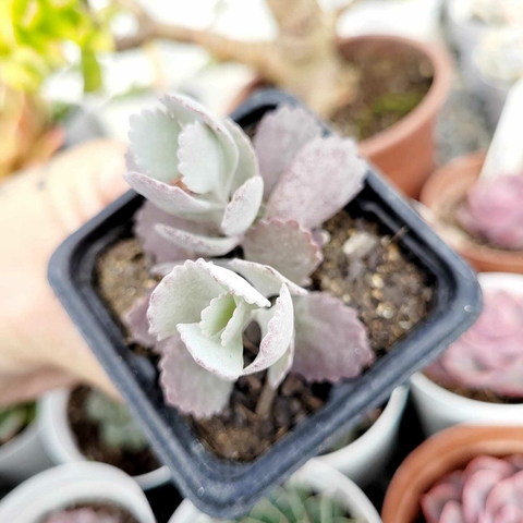 KALANCHOE PUMILA (PT 7)