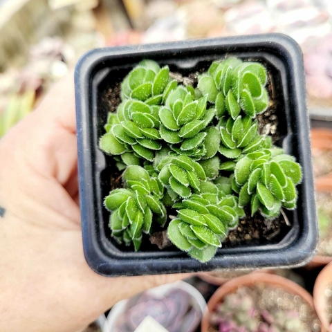 CRASSULA DAVID (PT 7)