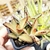 KALANCHOE TOMENTOSA (PT 7) - comprar online