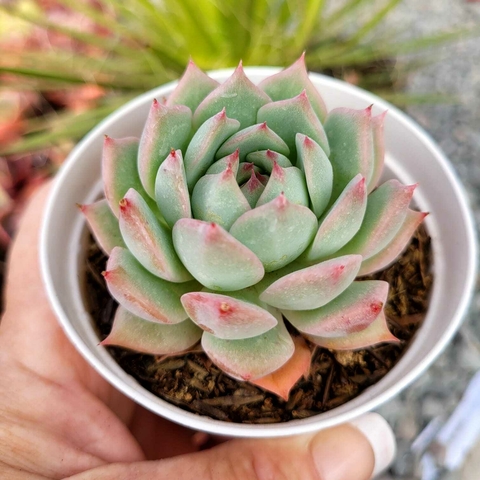 ECHEVERIA ELATION (PT 9)