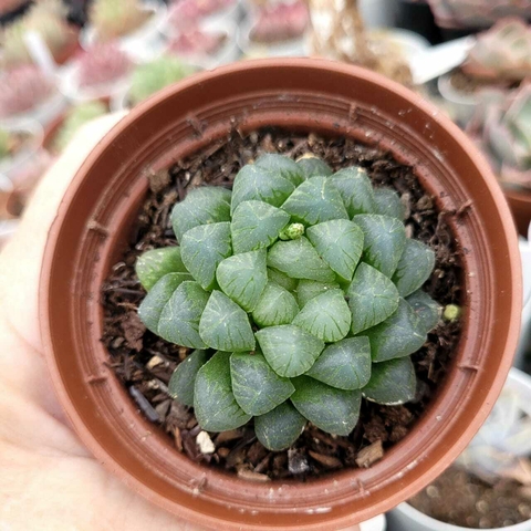 HAWORTIA COOPERI VAR. TRUNCATA (PT 9)