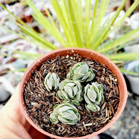 CRASSULA IVORY PAGODA(PT 9)