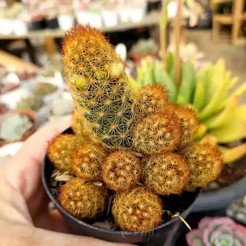 MAMMILARIA ELONGATA LARANJA (PT 9)