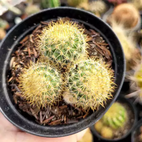 CACTO MAMMILARIA DENSISPINA (PT 9)