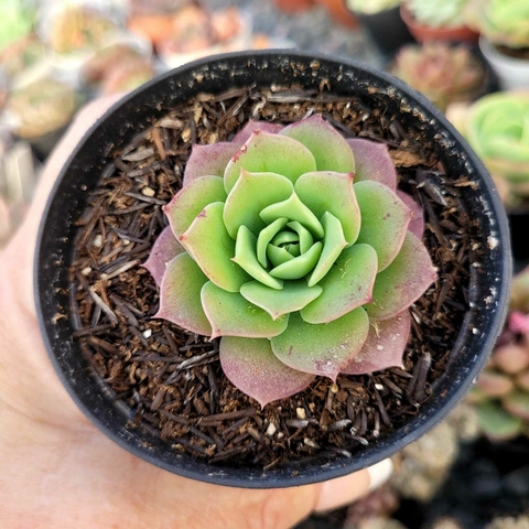 GRAPTOVERIA JADEITA (PT 9)
