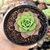 GRAPTOVERIA JADEITA (PT 9)