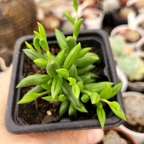 SENECIO RADICANS COLAR DE BANANINHAS (PT 7)