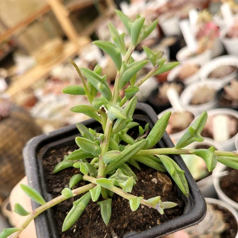 SENECIO PEREGRINUS COLAR DE GOLFINHOS (PT 7)