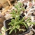 SENECIO PEREGRINUS COLAR DE GOLFINHOS (PT 7)