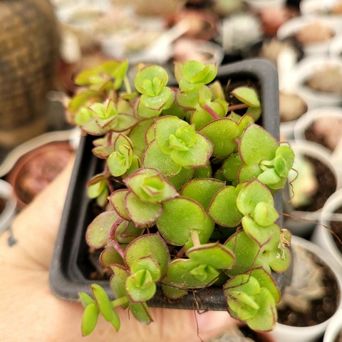 CRASSULA PELLUCIDA SSP MARGINALIS (PT 7)
