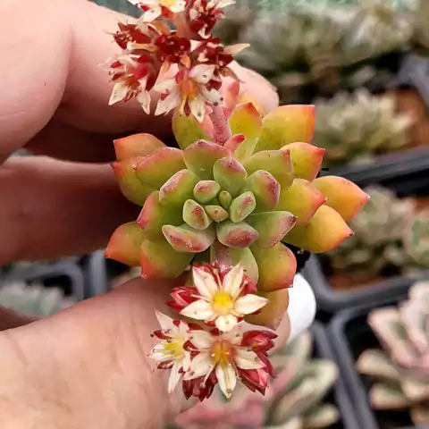 SEDUM CUSPIDATUM (PLUG)