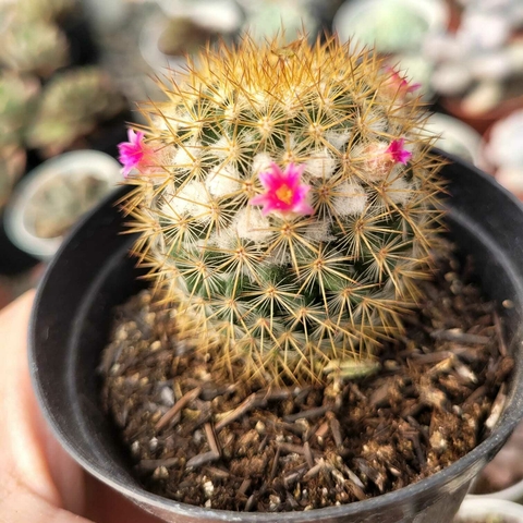 MAMMILLARIA DISCOLOR- POTE 9