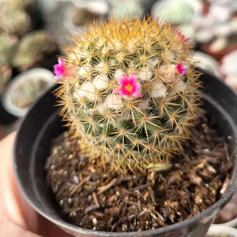 MAMMILLARIA DISCOLOR- POTE 9