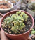 AEONIUM LINDLEYI VARIEGATA (PT 9)
