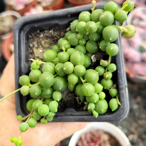 SENECIO ROWLEYANUS (PT 7) - COLAR DE PÉROLAS