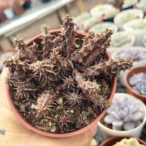 STAPELIANTHUS DECARYI (PT 9)