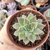 Imagem do ECHEVERIA NOAH (PT 9)