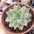 ECHEVERIA NOAH (PT 9) - comprar online