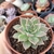 ECHEVERIA NOAH (PT 9) - loja online