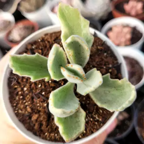 KALANCHO TOMENTOSA VARIEGATA (PT 9)