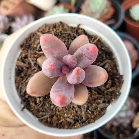 PACHYPHYTUM GUANGZHOU (PT 9)