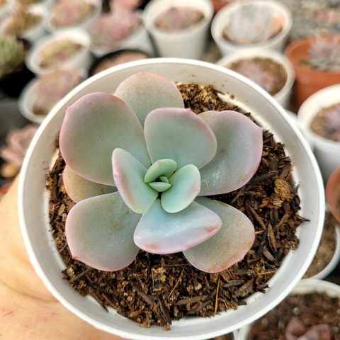 ECHEVERIA SEET MOON (PT 9)