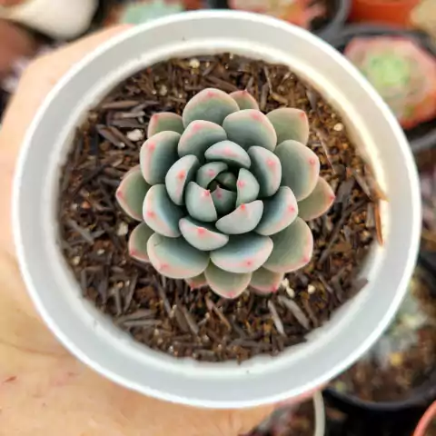 ECHEVERIA YMMIE (PT 9)