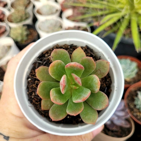 ECHEVERIA TANGUY (PT 9) - comprar online