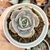 ECHEVERIA PINK FLAMINGO (PT9) - loja online