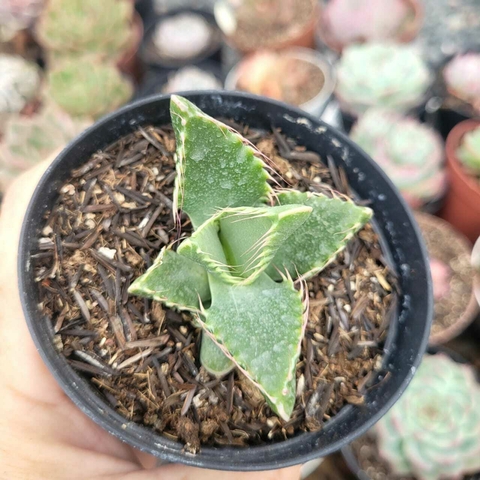 FALCARIA TIGRINA "BOCA DE TUBARÃO" (PT 9)