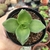 CRASSULA LACTEA (PT 9) - comprar online