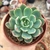 ECHEVERIA STIFUKUMIANA (PT 9) - Flor da Manhã