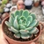 ECHEVERIA STIFUKUMIANA (PT 9)