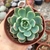 ECHEVERIA STIFUKUMIANA (PT 9) - comprar online