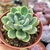 ECHEVERIA ICEBERG (PT 9) - comprar online