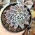 ECHEVERIA WINDS OF CHANGE (PT 9) - comprar online