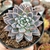 ECHEVERIA WINDS OF CHANGE (PT 9) na internet