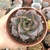 ECHEVERIA DIONYSOS (PT 9) - comprar online