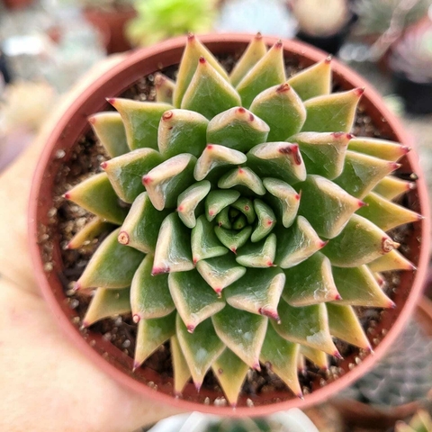 ECHEVERIA HB. DAPHINIS (PT 9)