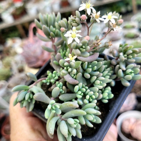 SEDUM HISPANICUM BLUE CARPET (PT 7)