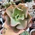 ECHEVERIA GIBIFLORA JAPAN MON RIVER (PT 9) - comprar online