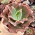 ECHEVERIA GIBB. CUPENO (PT 9) - loja online